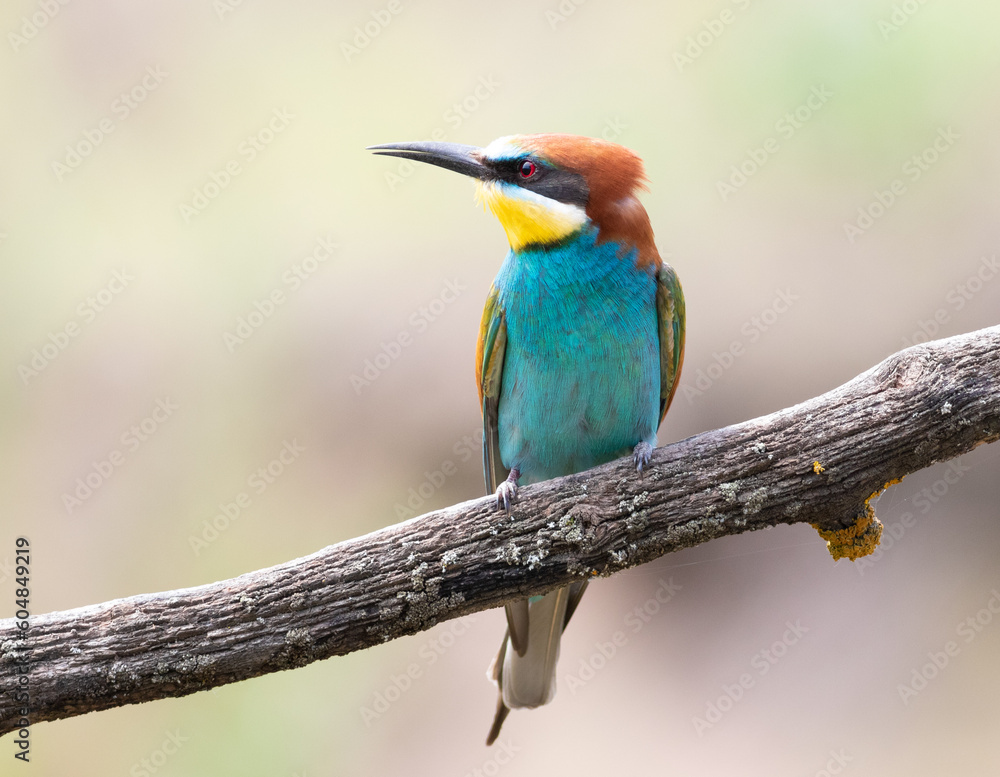custom made wallpaper toronto digitalEuropean bee-eater, merops apiaster. A beautiful bird sits on a thick old branch