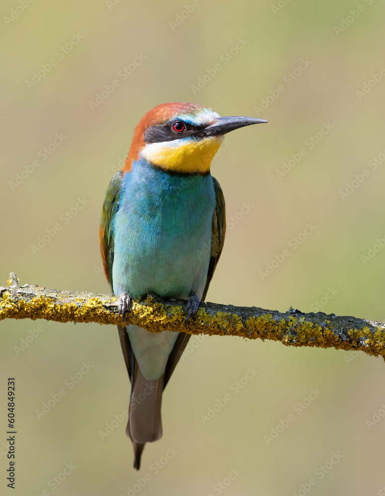 European bee-eater, merops apiaster. A bird sits on a branch on a smooth background