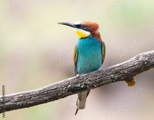 European bee-eater, merops apiaster. A beautiful bird sits on a thick old branch