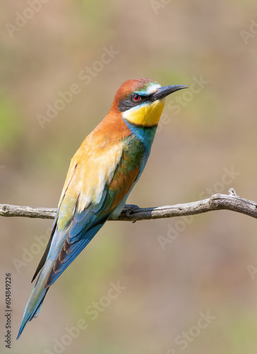 European bee-eater, merops apiaster. A beautiful bird sits on a branch