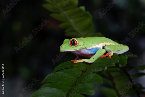 Red-eyed Tree Frog (Agalychnis callidryas) on leaves.