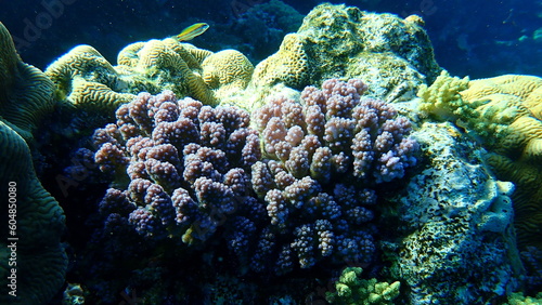 Stony coral rasp coral, or cauliflower coral, knob-horned coral (Pocillopora verrucosa) undersea, Red Sea, Egypt, Sharm El Sheikh, Nabq Bay