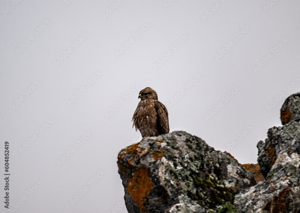 a beautiful steppe buzzard predator sits on a stone at the level of a clearing and from ambush and looks out for a victim a beautiful steppe buzzard predator sits on a stone at the level of a clearing and from ambush and looks out for a victim