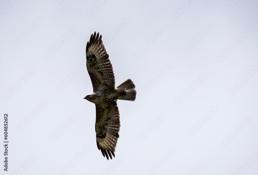 Fototapeta premium a beautiful steppe buzzard predator soars beautifully in the sky looking for prey