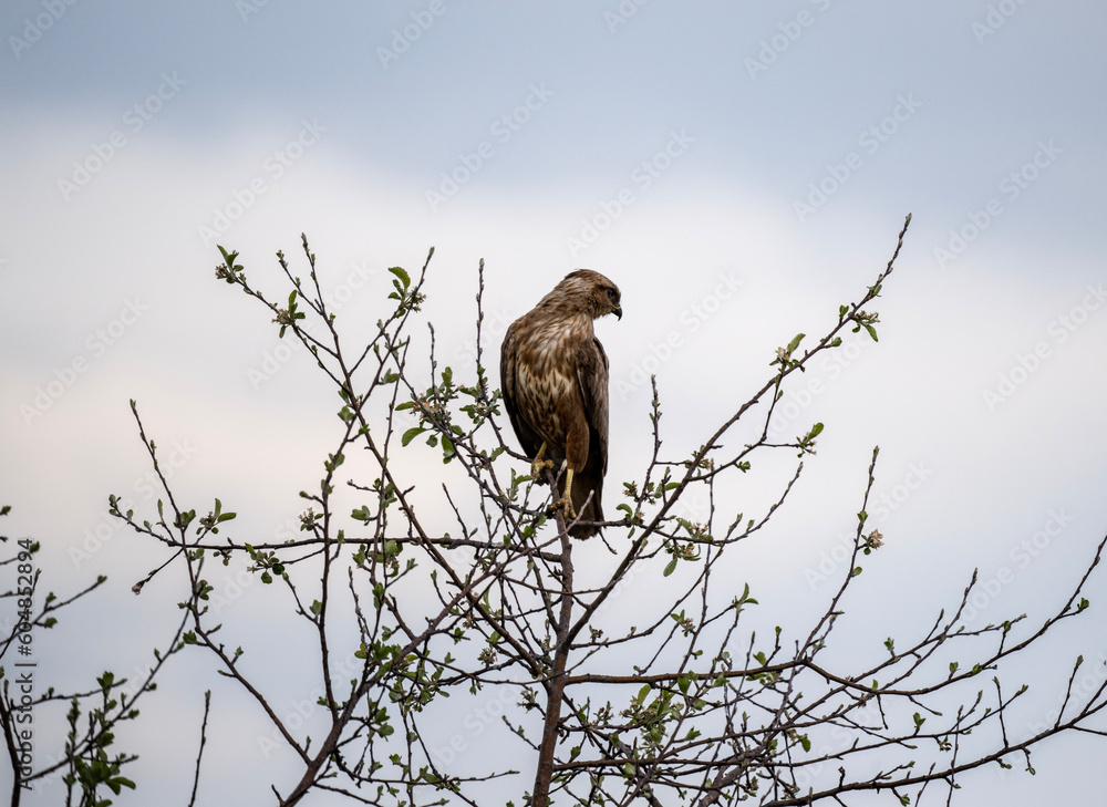 beautiful steppe buzzard predator sits on a tree branch and looks out for prey