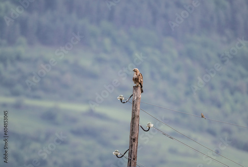 a beautiful steppe buzzard predator sits on a telegraph pole and looks out for prey