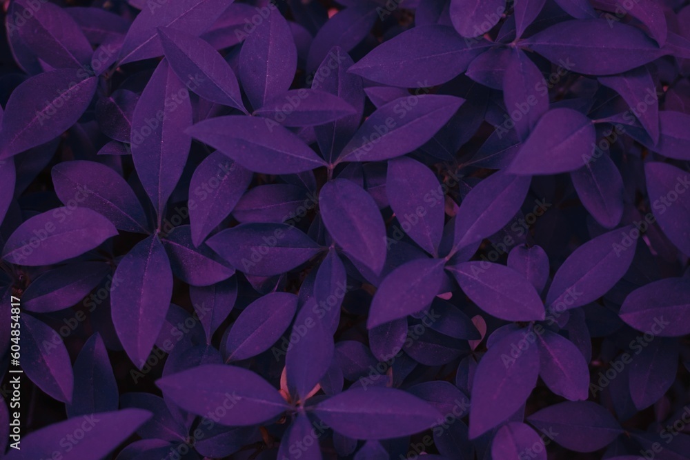 natural abstraction background banner leaves neon colors, abstract texture, nature tropical leaf, dark purple natural abstraction background banner leaves neon colors, abstract texture, nature tropical leaf, dark purple
