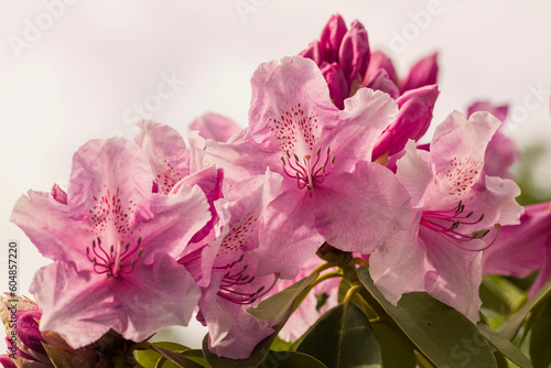 rhododendron