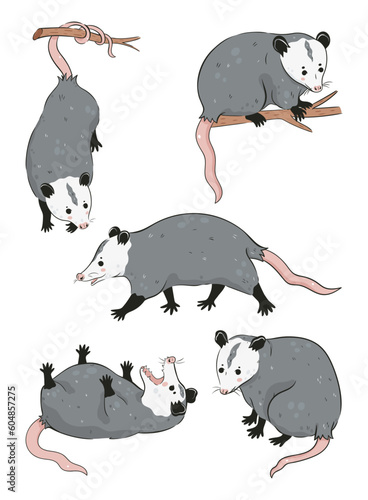 Fototapete Set of cute possums isolated on white background