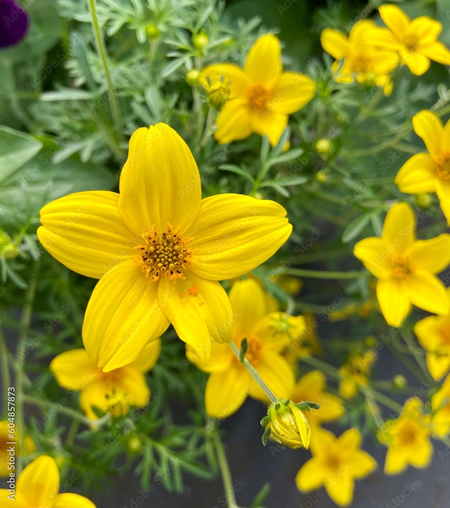 Yellow Biden flowers Yellow Biden flowers