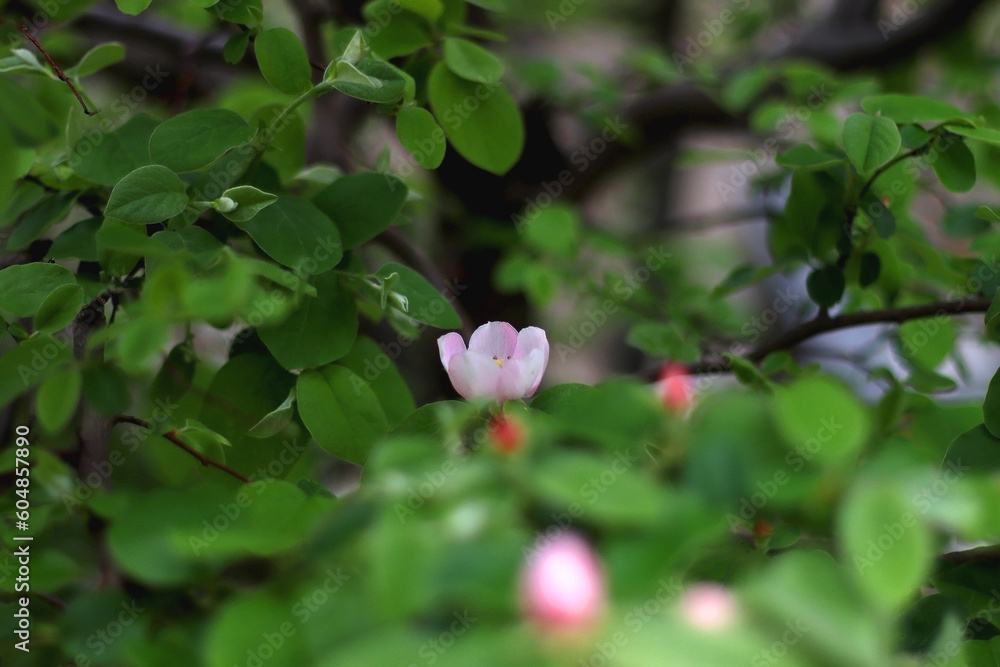 Pink blossoms on quince tree. Selective focus. Pink blossoms on quince tree. Selective focus.