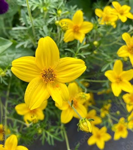 Yellow Biden flowers