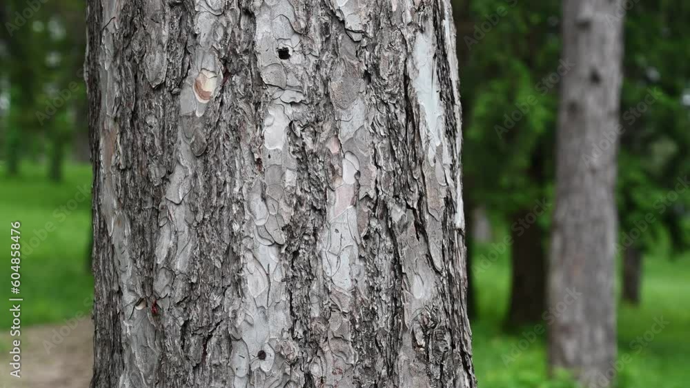 The bark of a pine tree, close up. The bark of a pine tree, close up.
