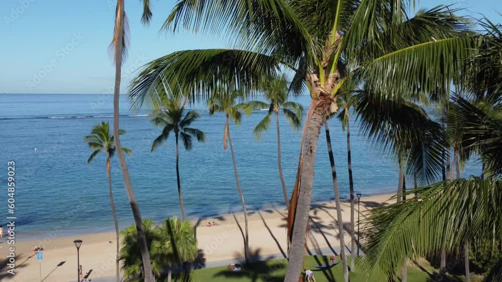 palm trees and beach 