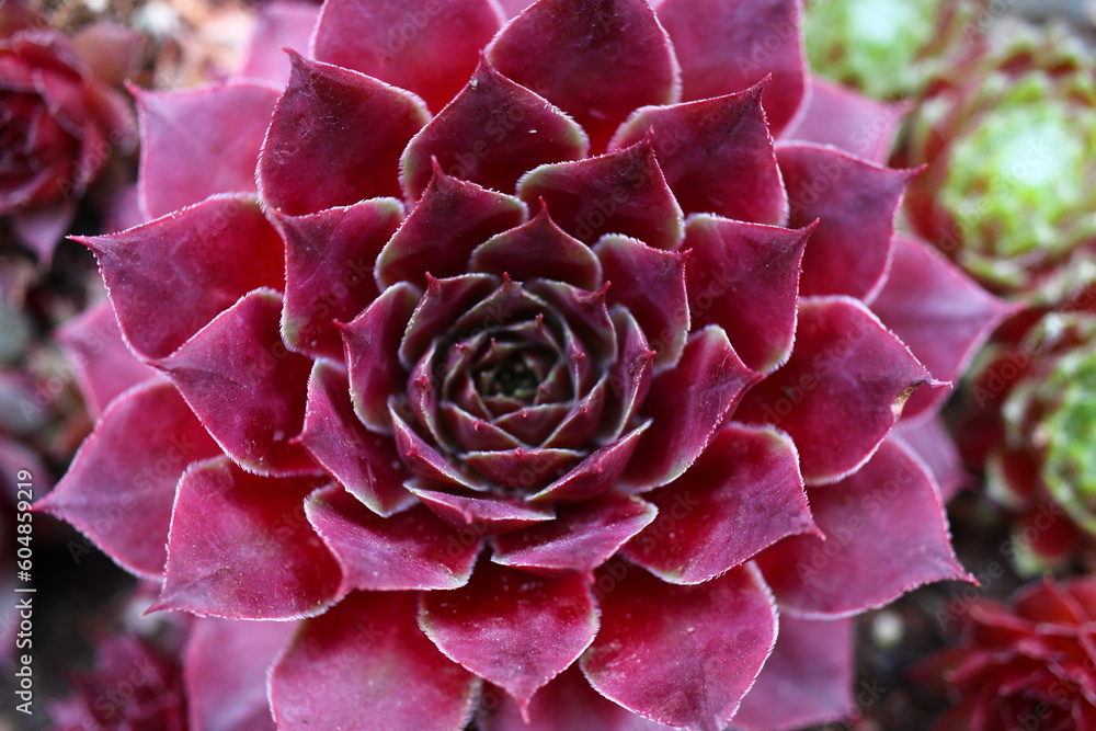 rojnik sempervivum Monika sukulent rojnik sempervivum Monika sukulent