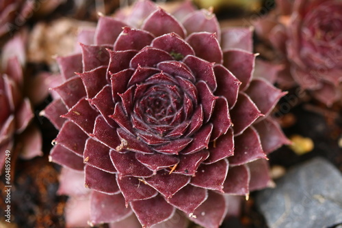 rojnik sempervivum Monika sukulent © Perovskia