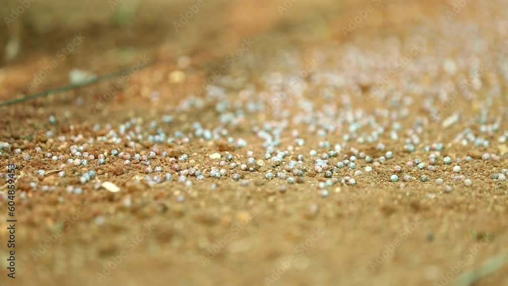 A closeup of the farmer scattering or spreading seeds on the surface of seedbeds A closeup of the farmer scattering or spreading seeds on the surface of seedbeds