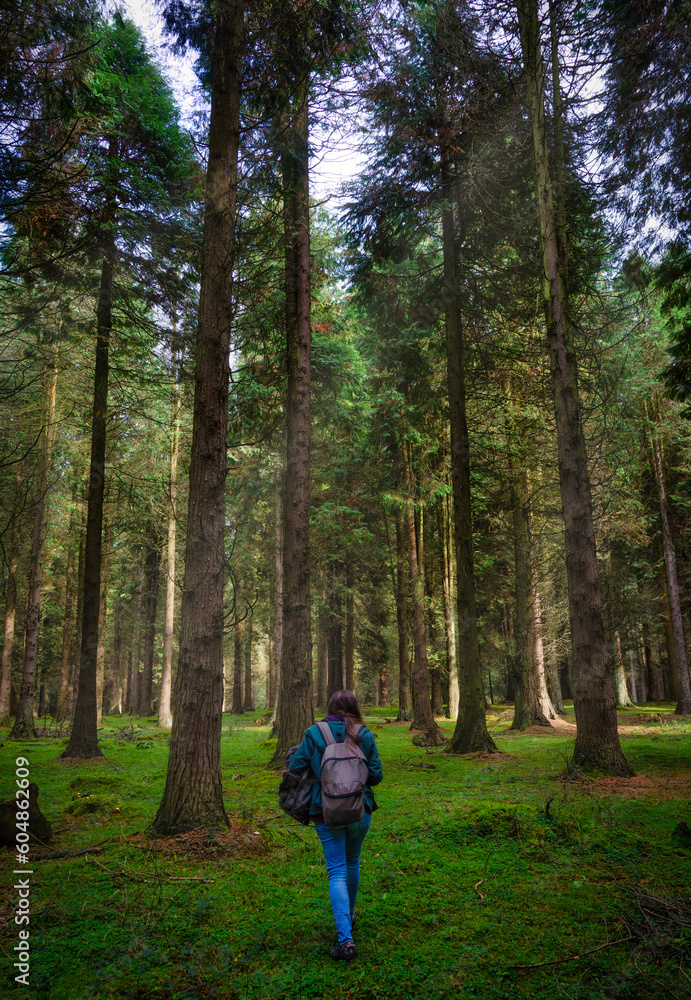 Paseo por el bosque Paseo por el bosque