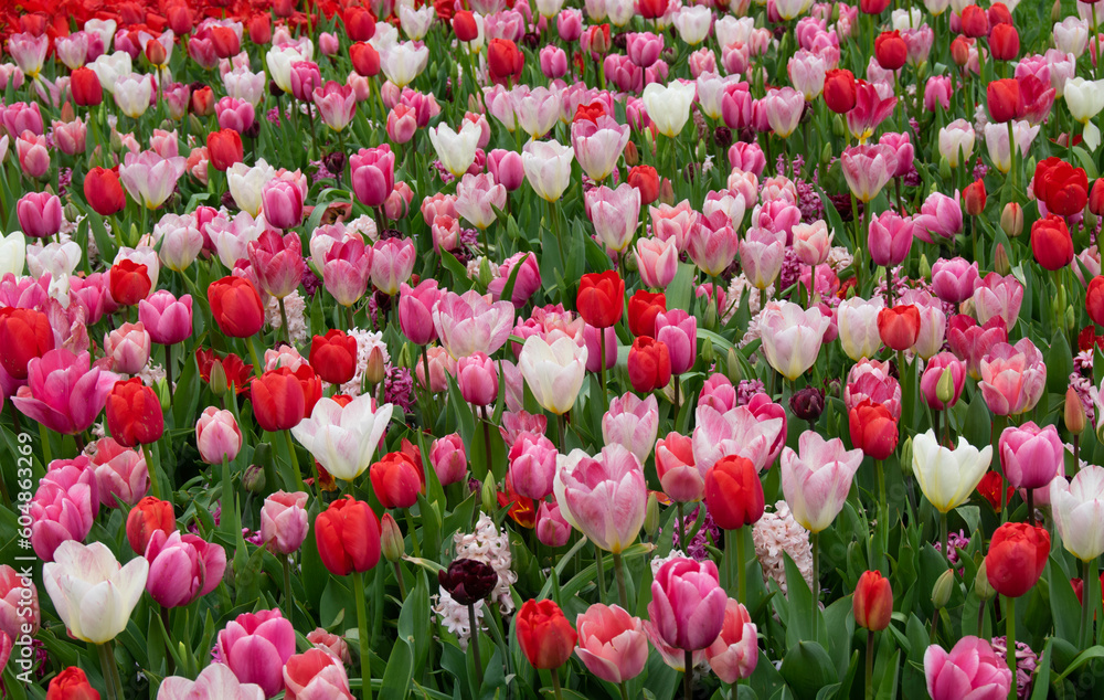 Tulips flower background