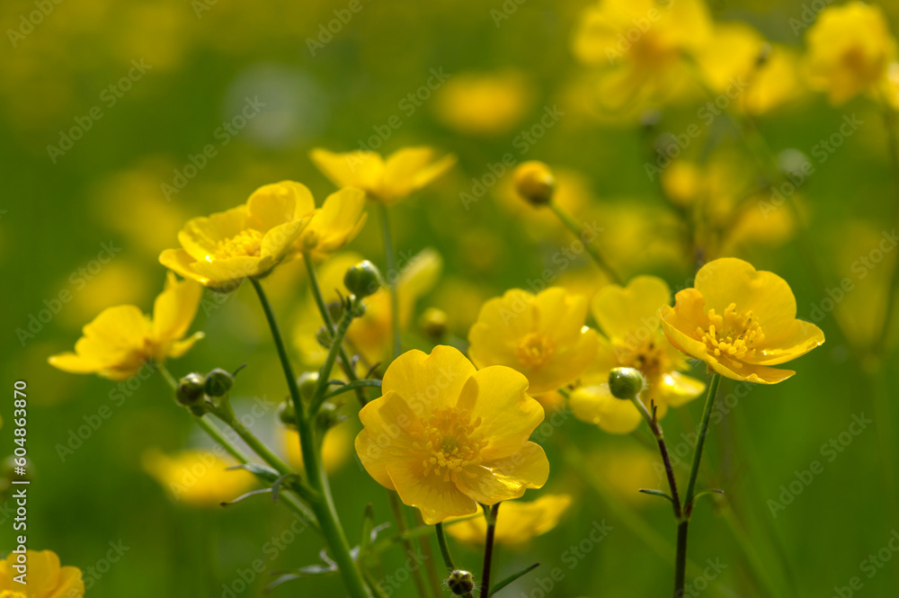 Wild yellow flower on the field Wild yellow flower on the field
