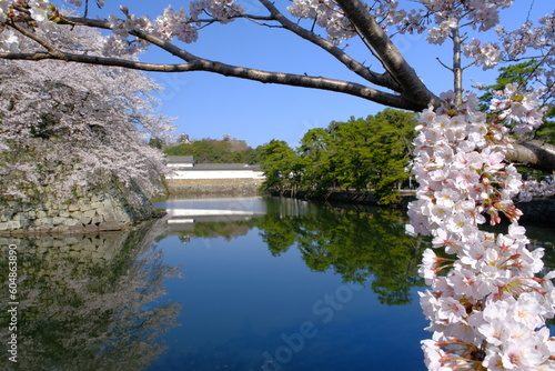 彦根城　堀と桜と天守　滋賀県