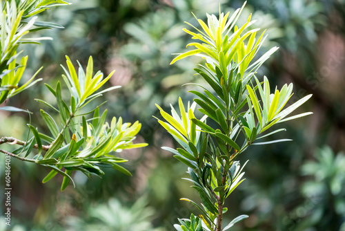 Podocarpus latifolius young green leaves closeup also known as Drakensberg Yellowwood tree which is the national tree of South Africa