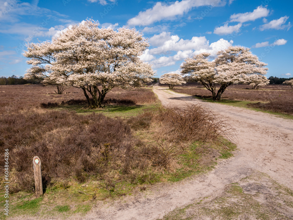 Serviceberry trees, Amelanchier lamarkii, in bloom and footpath in nature reserve Zuiderheide, North Holland, Netherlands Serviceberry trees, Amelanchier lamarkii, in bloom and footpath in nature reserve Zuiderheide, North Holland, Netherlands