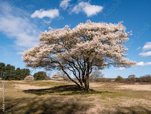 Juneberry tree, Amelanchier lamarkii, blooming in spring in nature reserve Zuiderheide, North Holland, Netherlands photo