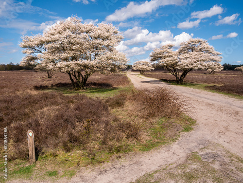 Serviceberry trees, Amelanchier lamarkii, in bloom and footpath in nature reserve Zuiderheide, North Holland, Netherlands photo