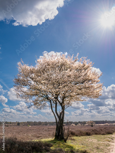 Juneberry tree, Amelanchier lamarkii, blooming in Zuiderheide nature reserve in Het Gooi, North Holland, Netherlands photo