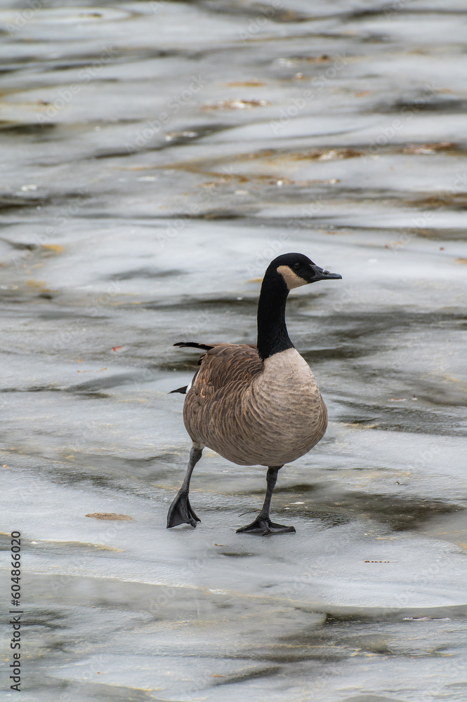 Canada goose branta canadensis walking on the ice during freezing temperatures Canada goose branta canadensis walking on the ice during freezing temperatures