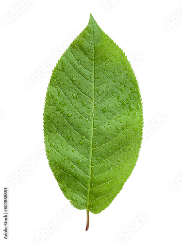 A green leaf of a plant with drops of water. Isolated. Close-up on a white background. Macro nature. Copy space