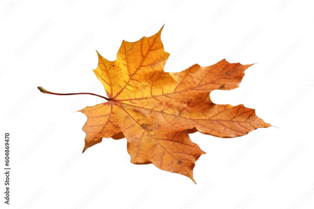 Fall Symphony: Isolated Autumn Leaf on Transparent Background, autumn leaf, isolated, transparent background, fall, foliage, nature, seasonal, colorful, 