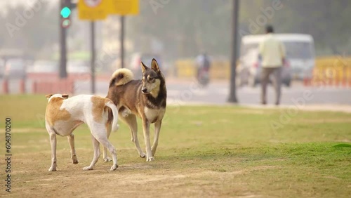 Indian street dogs walking in a park photo
