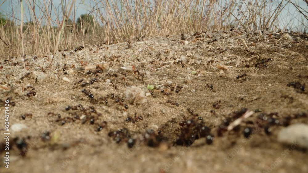 Hundreds of ants carry dry flowers and sticks to their home in exciting close-up shots. Hundreds of ants carry dry flowers and sticks to their home in exciting close-up shots.