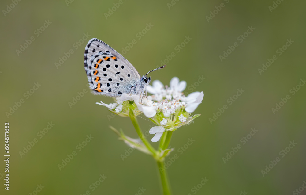 Bavius Blue butterfly (Rubrapterus bavius) on flower Bavius Blue butterfly (Rubrapterus bavius) on flower