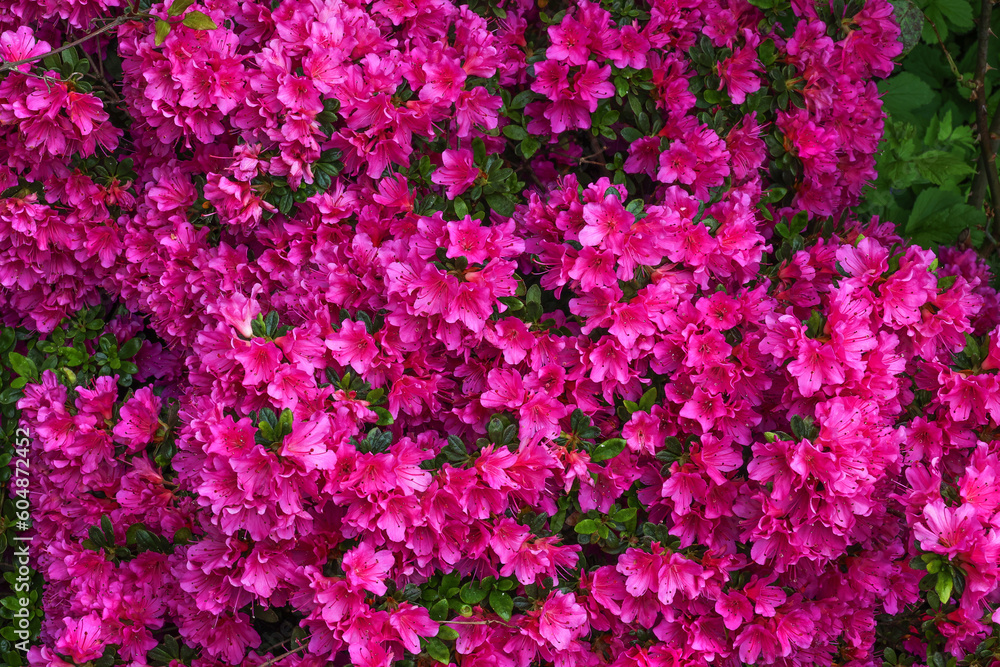 Rhododrendron with vibrant deep pink flowers Rhododrendron with vibrant deep pink flowers