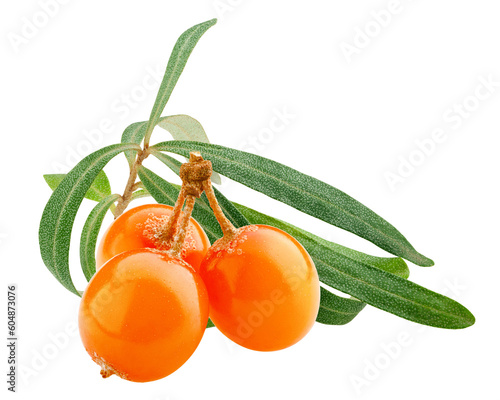 Sea buckthorn isolated on white background, full depth of field