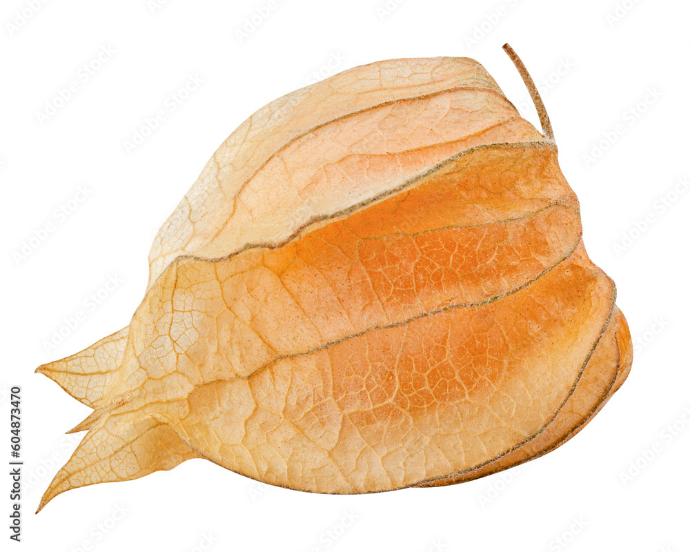 Cape gooseberry, physalis isolated on white background, full depth of field Cape gooseberry, physalis isolated on white background, full depth of field