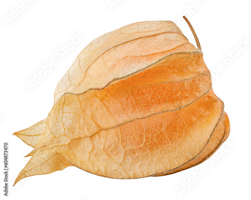 Cape gooseberry  physalis isolated on white background  full depth of field