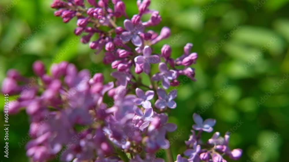 Beautiful lilac flowers with selective focus. Purple lilac flower with blurred green leaves. Spring blossom. Blooming lilac bush with tender tiny flower. Purple lilac flower on the bush. Summer time. Beautiful lilac flowers with selective focus. Purple lilac flower with blurred green leaves. Spring blossom. Blooming lilac bush with tender tiny flower. Purple lilac flower on the bush. Summer time.