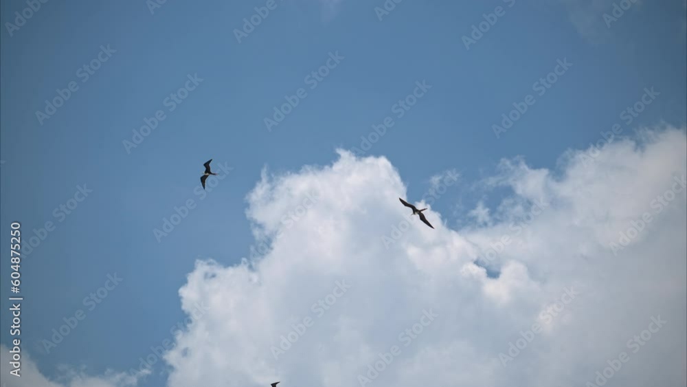 Three frigate birds gliding flying in the sky on a partially cloudy day Three frigate birds gliding flying in the sky on a partially cloudy day