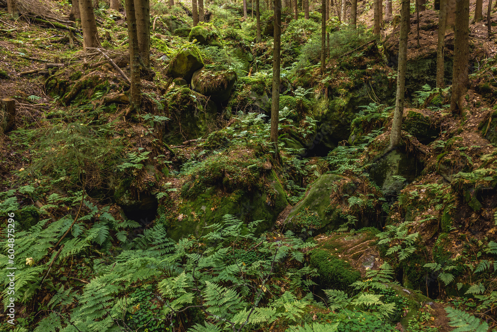 Obraz premium Moss on a rocks in Adrspach-Teplice Rocks national park near Teplice nad Metuji town in Czech Republic