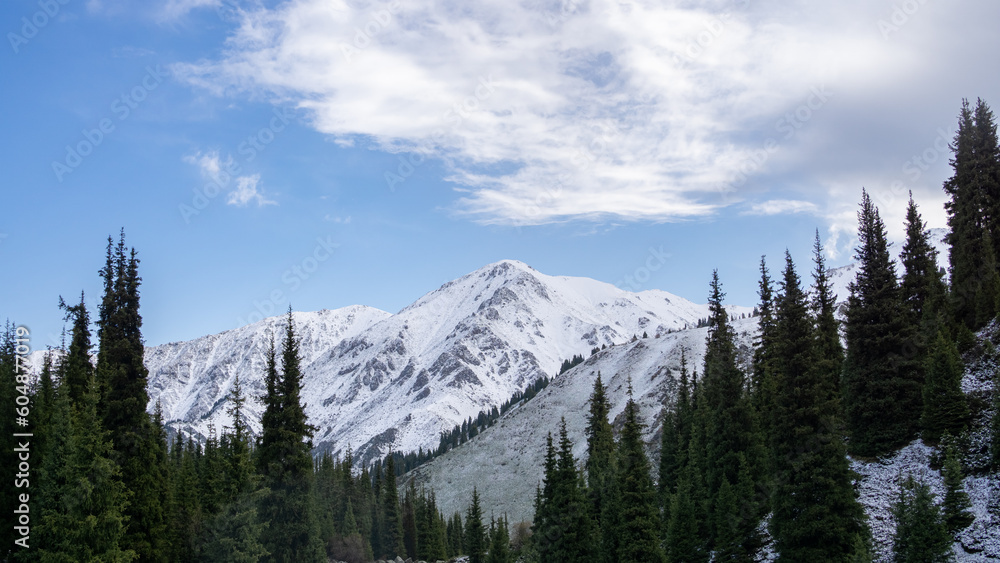 beautiful mountain gorge. forest in the mountains. green forest on the background of snowy mountain peaks beautiful mountain gorge. forest in the mountains. green forest on the background of snowy mountain peaks