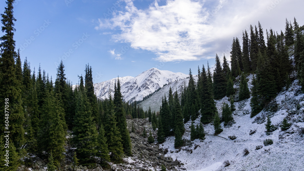 beautiful mountain gorge. forest in the mountains. green forest on the background of snowy mountain peaks beautiful mountain gorge. forest in the mountains. green forest on the background of snowy mountain peaks
