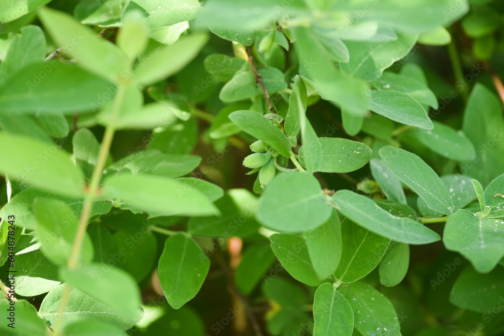 Kamchatka berry growing in the garden in spring with green berries. Kamchatka berry growing in the garden in spring with green berries.