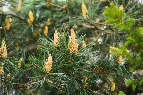 Pine flowers blooming in spring, outdoors in the forest.