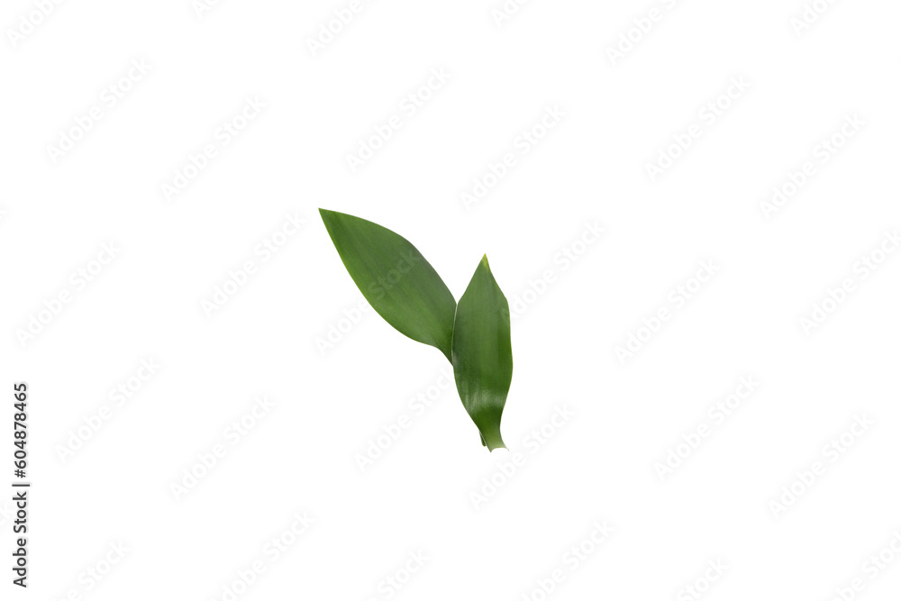 PNG, Concept of plant - bamboo, isolated on white background PNG, Concept of plant - bamboo, isolated on white background