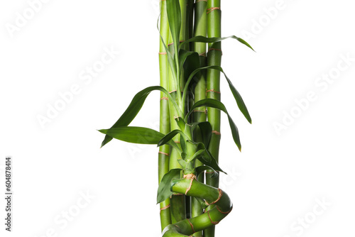 Fototapeta Naklejka Na Ścianę i Meble -  PNG, Concept of plant - bamboo, isolated on white background