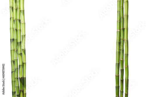 PNG, Concept of plant - bamboo, isolated on white background